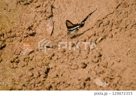 Mud-puddling green dragontail. 129872355