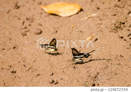 Mud-puddling green dragontails. Mud-puddling green dragontails. 129872359