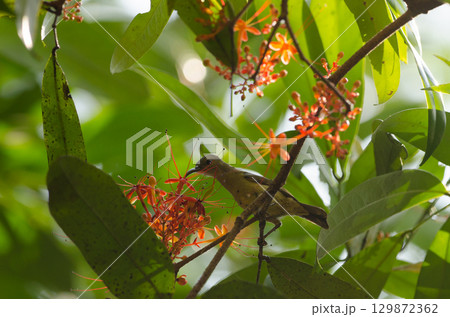 Female crimson sunbird. 129872362
