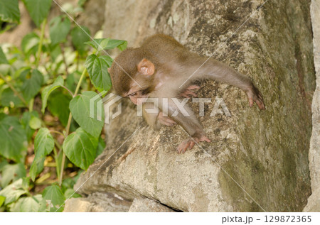 Infant of rhesus macaque. Infant of rhesus macaque. 129872365