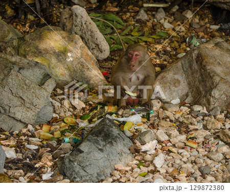 Female rhesus macaque. 129872380
