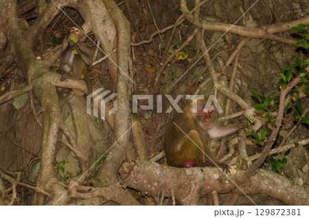 Rhesus macaques Macaca mulatta siamica. Rhesus macaques Macaca mulatta siamica. 129872381