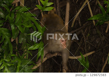 Male rhesus macaque. Male rhesus macaque. 129872383