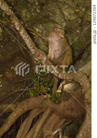 Female rhesus macaque. 129872384