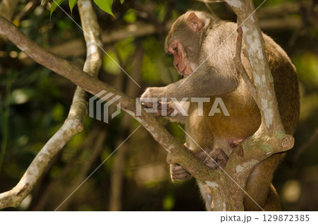 Rhesus macaque Macaca mulatta siamica. 129872385