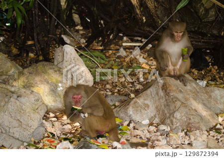 Rhesus macaques searching for food. Rhesus macaques searching for food. 129872394