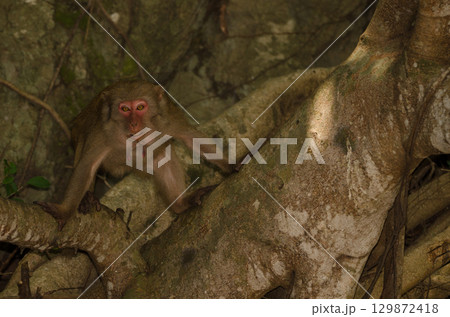 Female rhesus macaque. 129872418