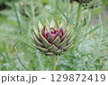 アーティチョーク 129872419