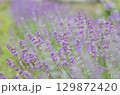 ラベンダー 129872420