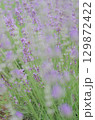 ラベンダー 129872422