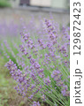 ラベンダー 129872423