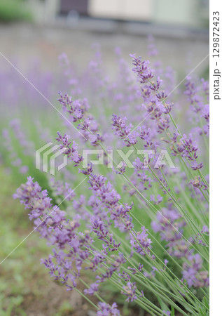 ラベンダー 129872423