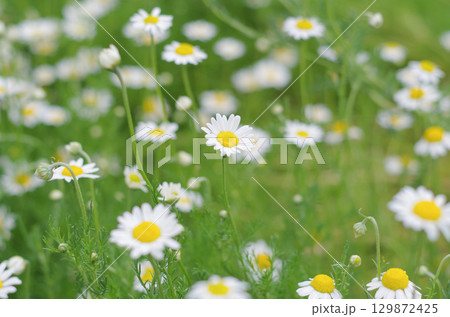 カモミール 129872425