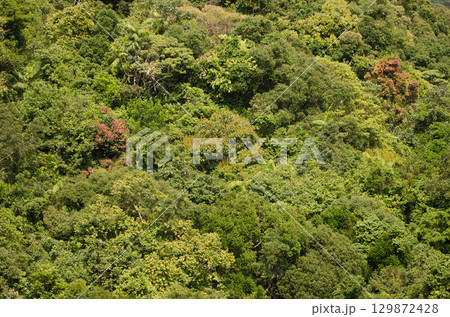 Forest in Son Tra Natural Reserve. Forest in Son Tra Natural Reserve. 129872428