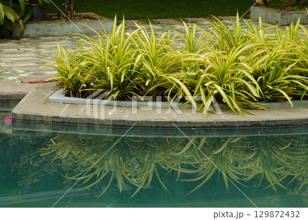 Spider plants next to a swimming pool. Spider plants next to a swimming pool. 129872432