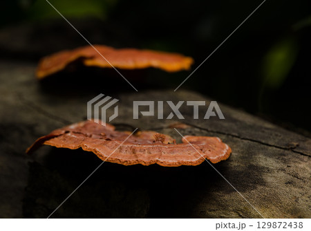 Fungus Pycnoporus sanguineus. Fungus Pycnoporus sanguineus. 129872438