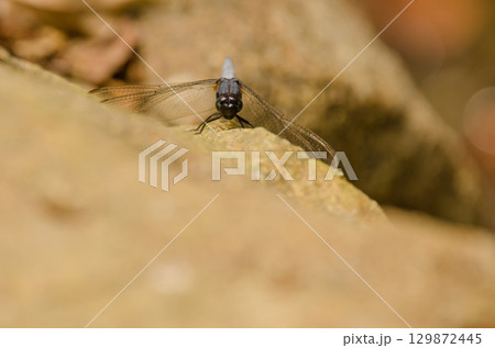 Male skimmer Orthetrum sp. 129872445