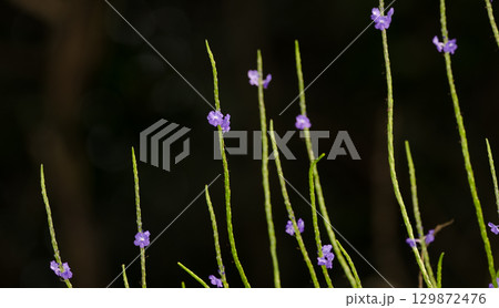 Plants in bloom. Plants in bloom. 129872476