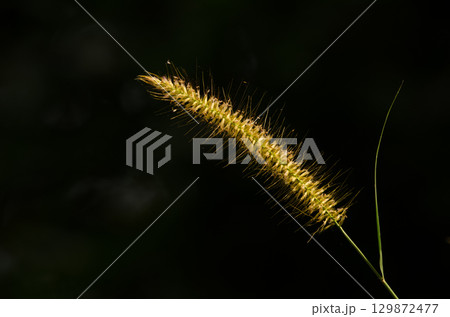Spike of foxtail. 129872477