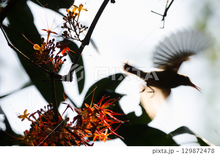 Female crimson sunbird. 129872478