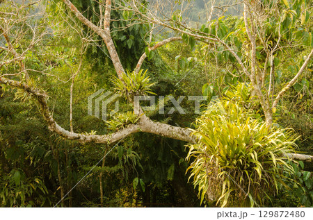 Tree with epiphytes. 129872480