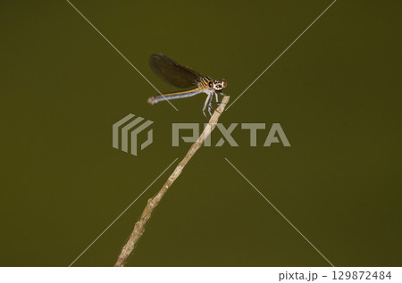 Damselfly on a branch. 129872484