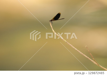 Male damselfly Euphaea masoni. Male damselfly Euphaea masoni. 129872485