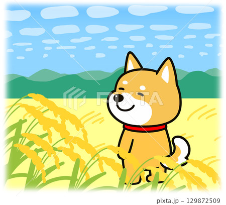 ひつじ雲と黄金色に輝く田んぼの中に佇むしばいぬ ひつじ雲と黄金色に輝く田んぼの中に佇むしばいぬ 129872509