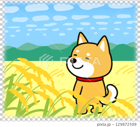 ひつじ雲と黄金色に輝く田んぼの中に佇むしばいぬ ひつじ雲と黄金色に輝く田んぼの中に佇むしばいぬ 129872509