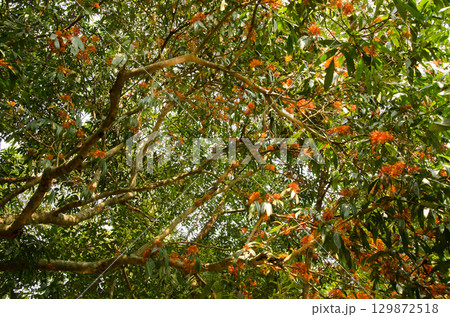 Tree Saraca dives in bloom. 129872518