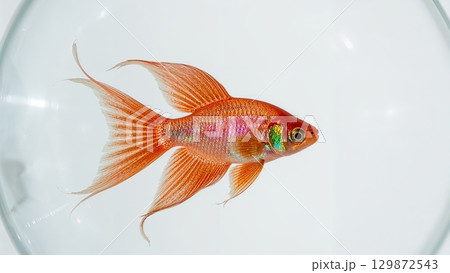 A fish in a glass tank with a rainbow colored tail A fish in a glass tank with a rainbow colored tail 129872543