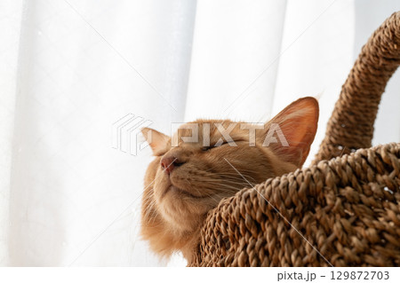 窓辺で眠る猫 茶トラ猫 窓辺で眠る猫 茶トラ猫 129872703