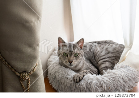 くつろぐ猫 サバトラ猫 くつろぐ猫 サバトラ猫 129872704