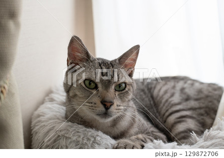 くつろぐ猫　サバトラ猫 129872706