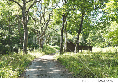 夏の緑が覆いつくす山間の小道 129872731