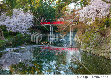 岡崎城の堀と満開の桜　愛知県岡崎市にて 129873463