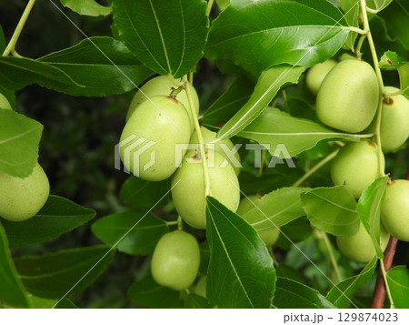 ナツメの実 129874023