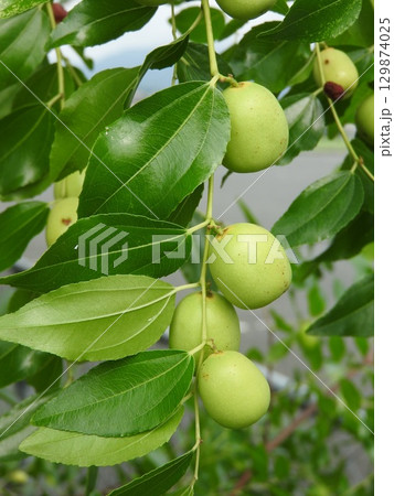 ナツメの実 129874025