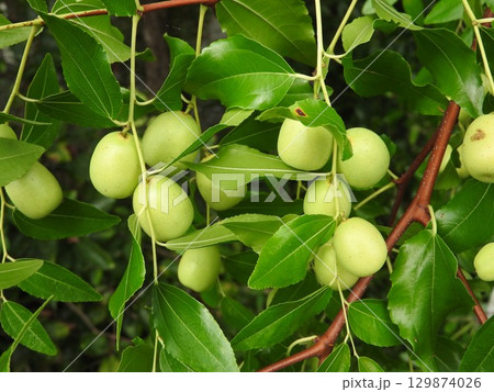 ナツメの実 129874026