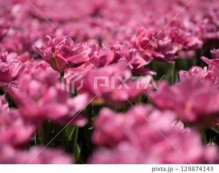 5月に美しく咲いた色彩豊かなチューリップの花 5月に美しく咲いた色彩豊かなチューリップの花 129874143