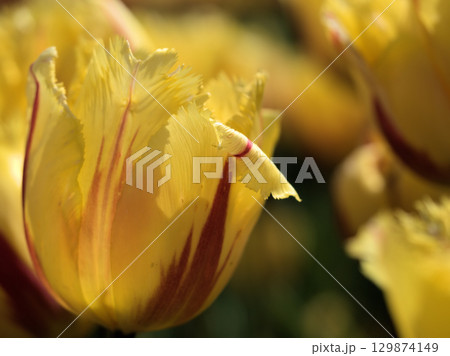 5月に美しく咲いた色彩豊かなチューリップの花 129874149