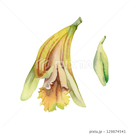 Vanilla orchid flower and bud, exotic tropical spice plant. Isolated botanical illustration, single element hand drawn in watercolor. Aroma and flavor ingredient for foods, beverages and cosmetics 129874541