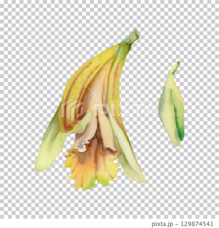 Vanilla orchid flower and bud, exotic tropical spice plant. Isolated botanical illustration, single element hand drawn in watercolor. Aroma and flavor ingredient for foods, beverages and cosmetics 129874541