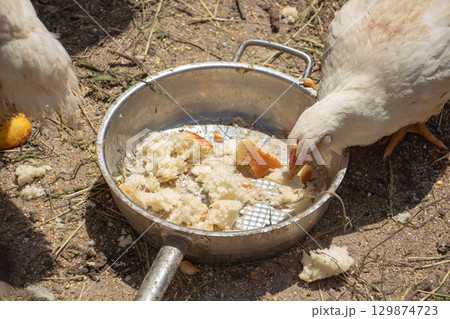 White chicken broilers in the barnyard eating bread, farm poultry White chicken broilers in the barnyard eating bread, farm poultry 129874723
