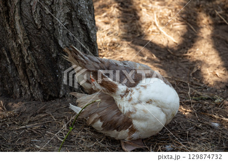 a brown domestic duck cleans its feathers in a farmer's yard, poultry farming a brown domestic duck cleans its feathers in a farmer's yard, poultry farming 129874732