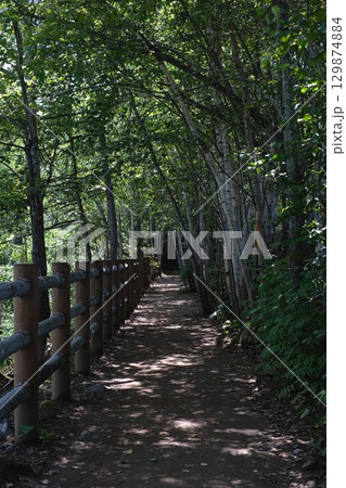 新緑に包まれた林道 新緑に包まれた林道 129874884