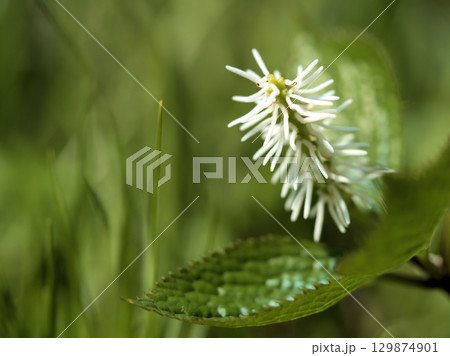 4月の雑木林にひっそりと咲いた「ヒトリシズカ(一人静)」 4月の雑木林にひっそりと咲いた「ヒトリシズカ(一人静)」 129874901