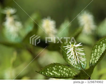 4月の雑木林にひっそりと咲いた「ヒトリシズカ(一人静)」 4月の雑木林にひっそりと咲いた「ヒトリシズカ(一人静)」 129874902