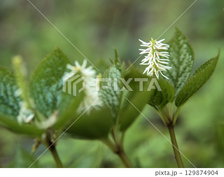 4月の雑木林にひっそりと咲いた「ヒトリシズカ(一人静)」 4月の雑木林にひっそりと咲いた「ヒトリシズカ(一人静)」 129874904