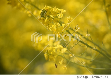 黄色い菜の花 129875034